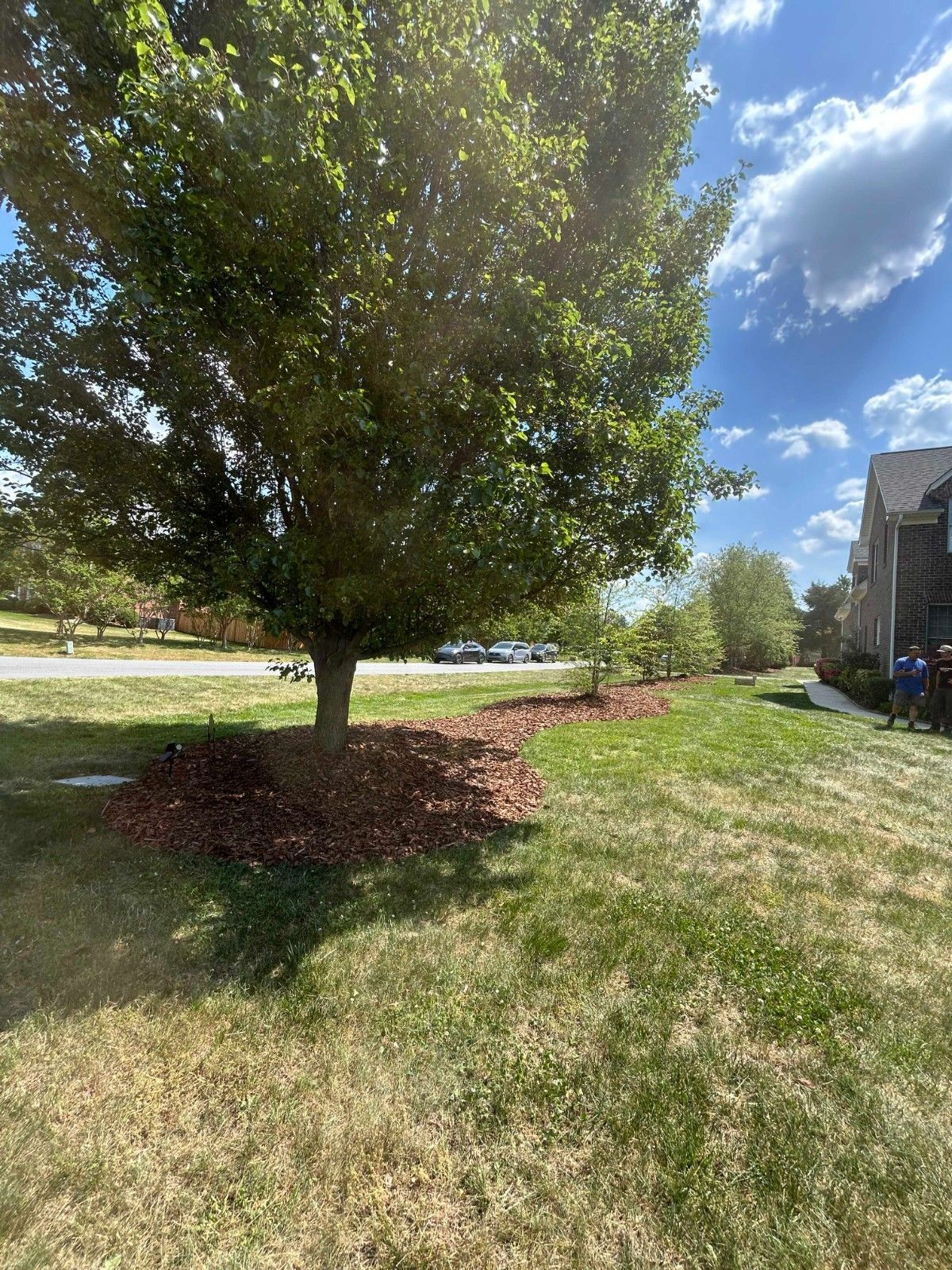 Tree in a sunny suburban yard with mulch, grass, and a house at right under a blue sky.