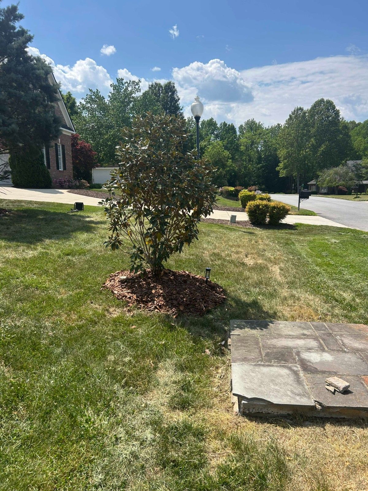 Suburban front yard with a small tree, grass, sidewalk, and a sunny blue sky with clouds.