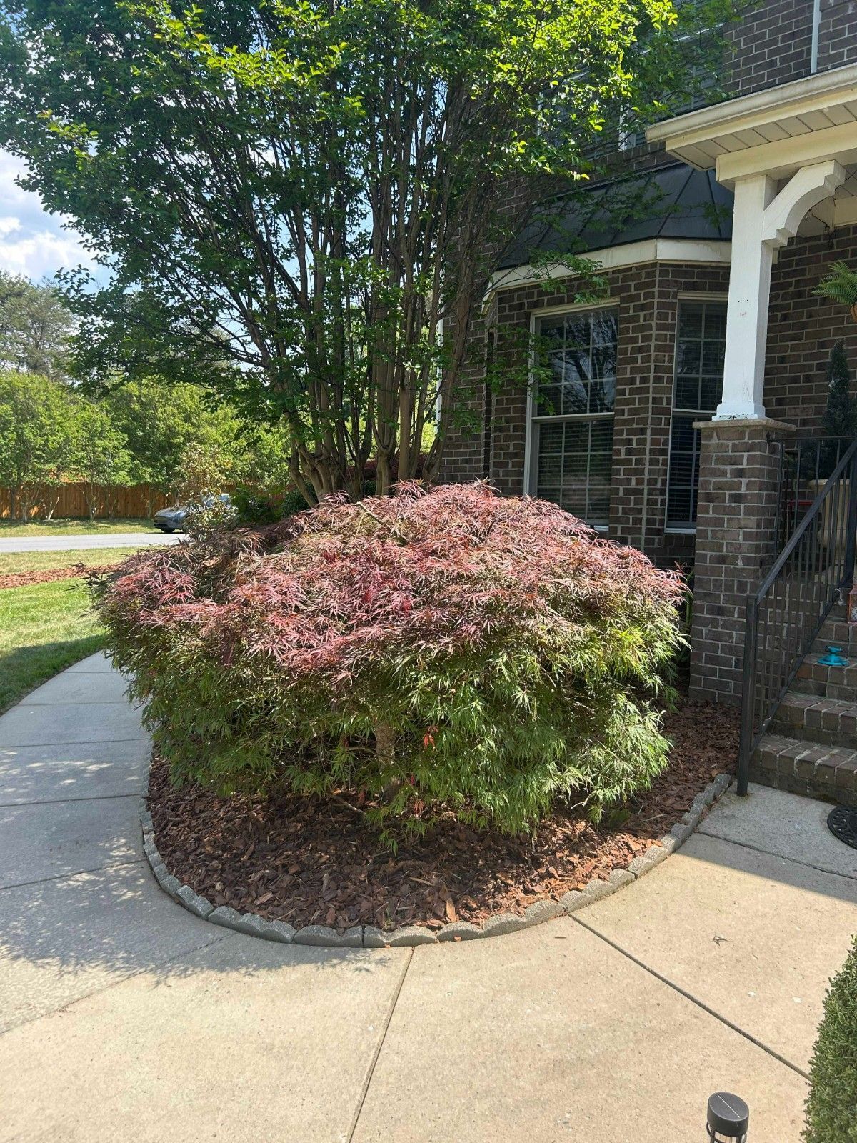 Curved sidewalk beside a brick house, with a pink flowering shrub and tall trees in the yard