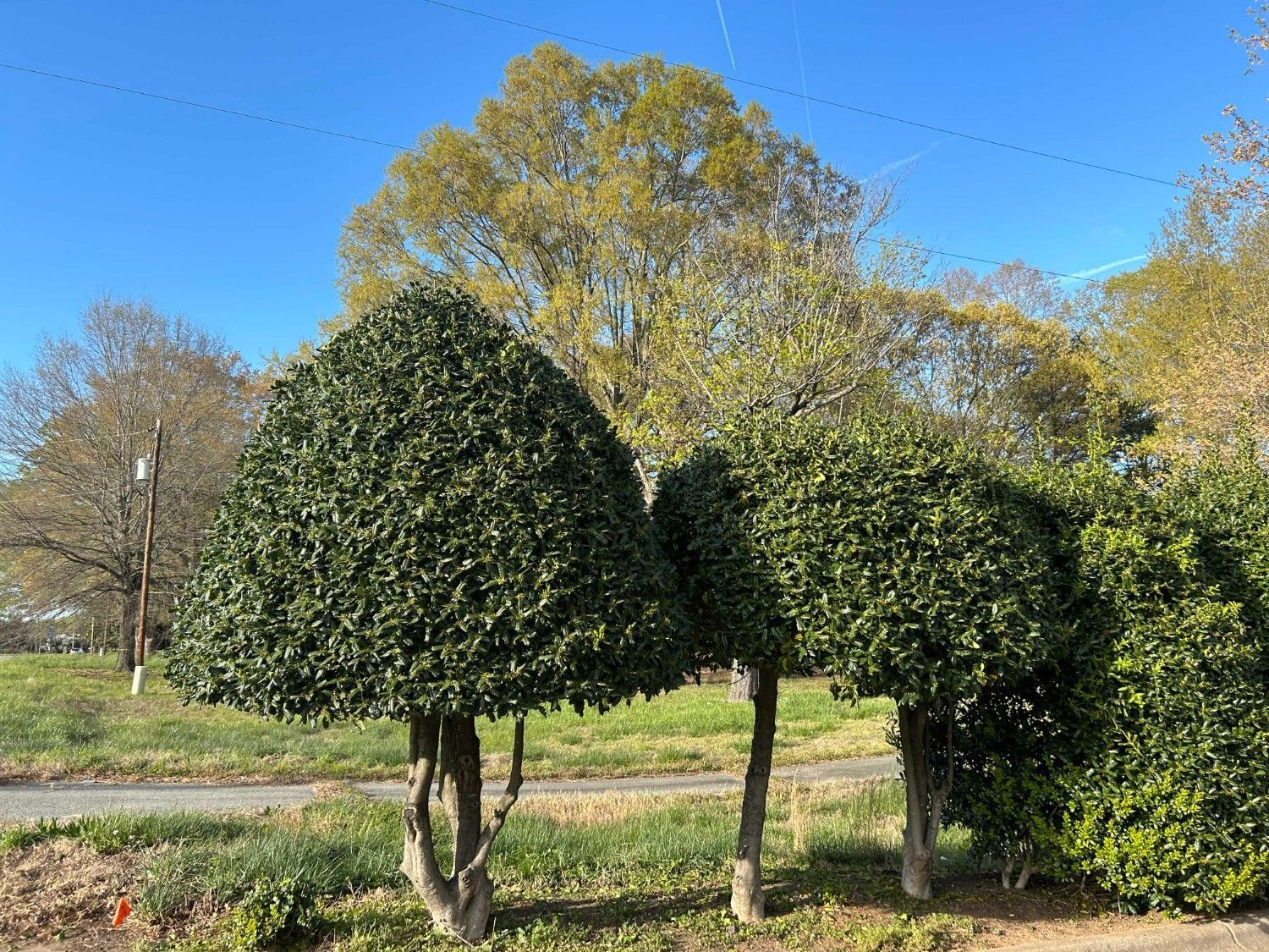 Topiary trees in a sunny park with green hedges and autumn foliage under a blue sky