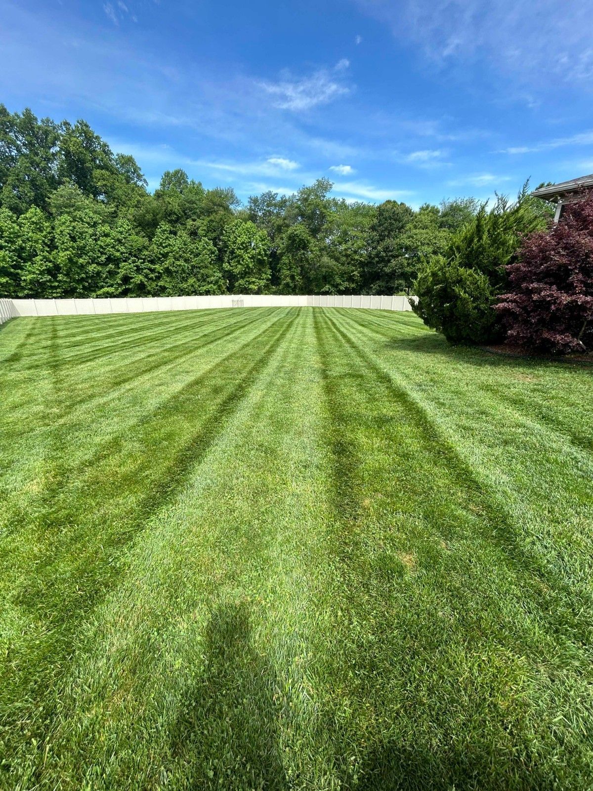 Striped green lawn under a blue sky with trees and a white fence in the background