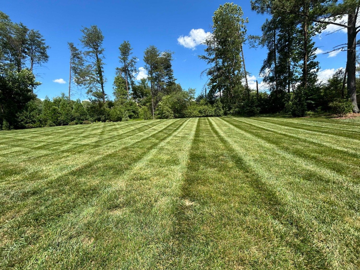 Freshly mowed green field with striped grass, bordered by tall trees under a bright blue sky