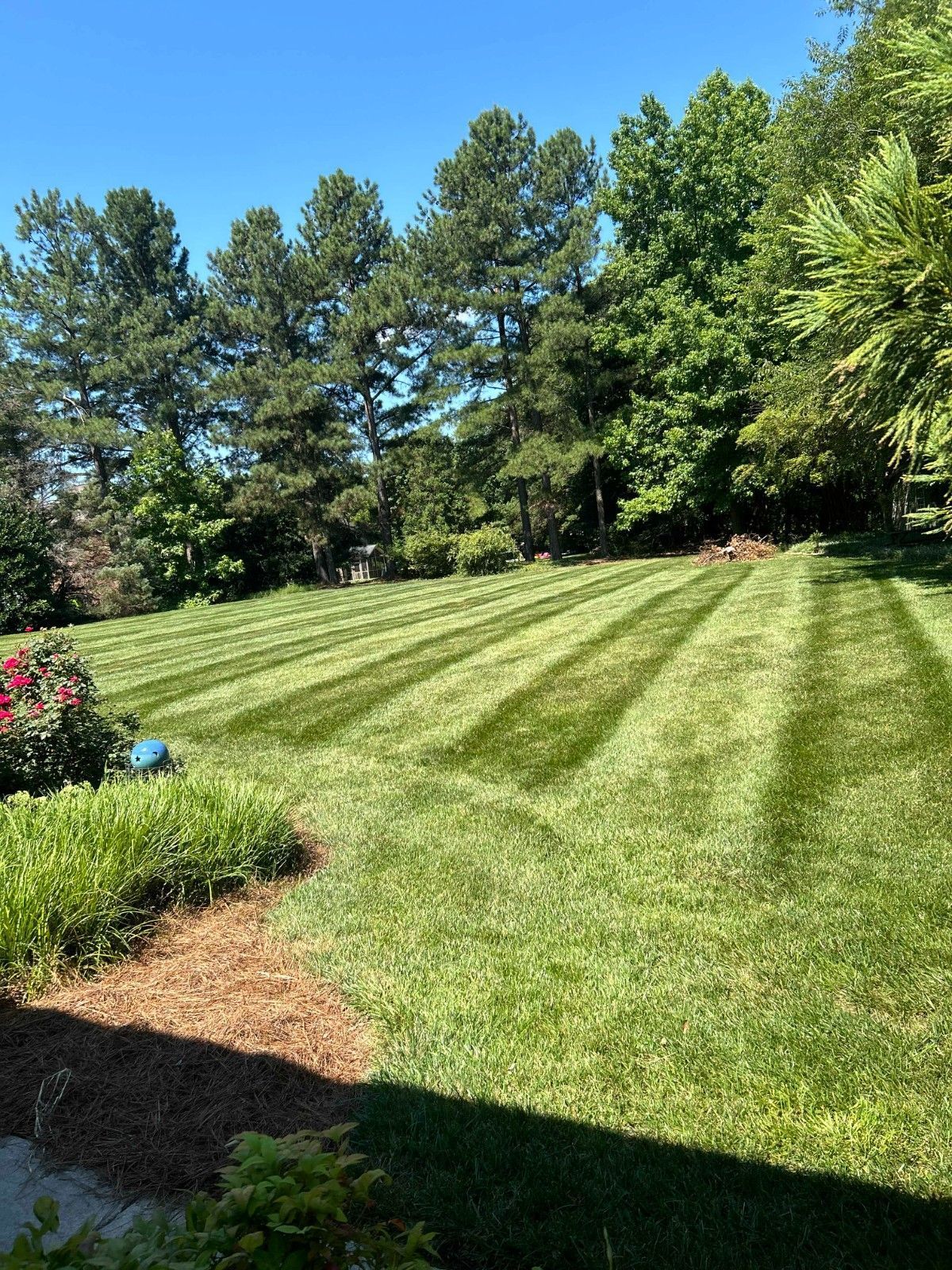 Sunny backyard lawn with striped grass, trees, and flower beds along the edge