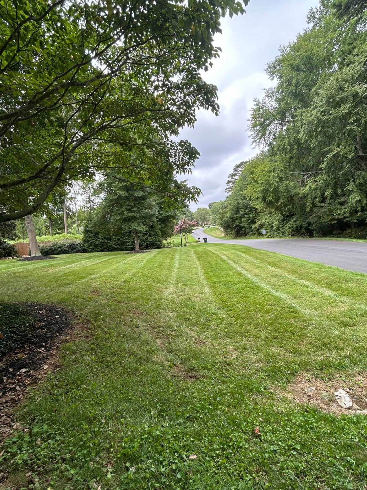 Grassy roadside verge beside a tree-lined street under cloudy skies