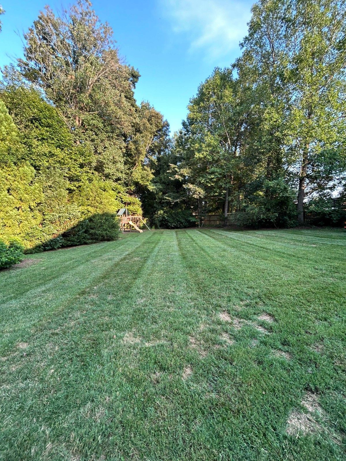 Grassy lawn bordered by tall trees under a bright blue sky