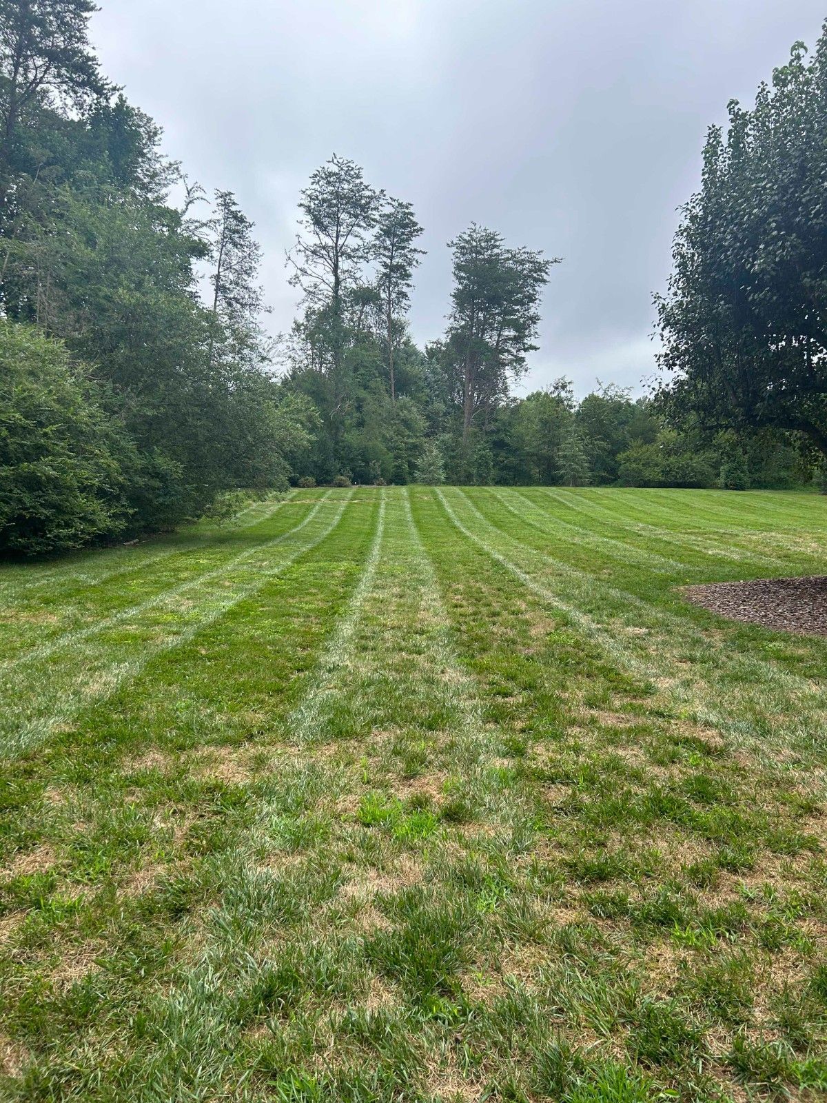 Grassy field with mowing stripes, bordered by trees under an overcast sky
