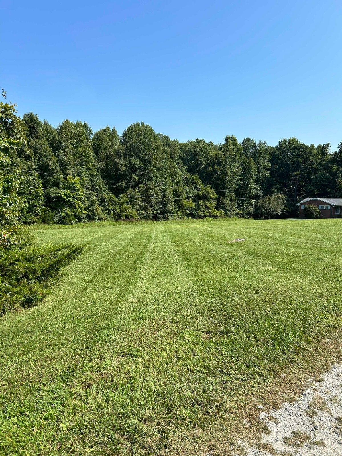 Sunny grassy field bordered by dense trees under a clear blue sky