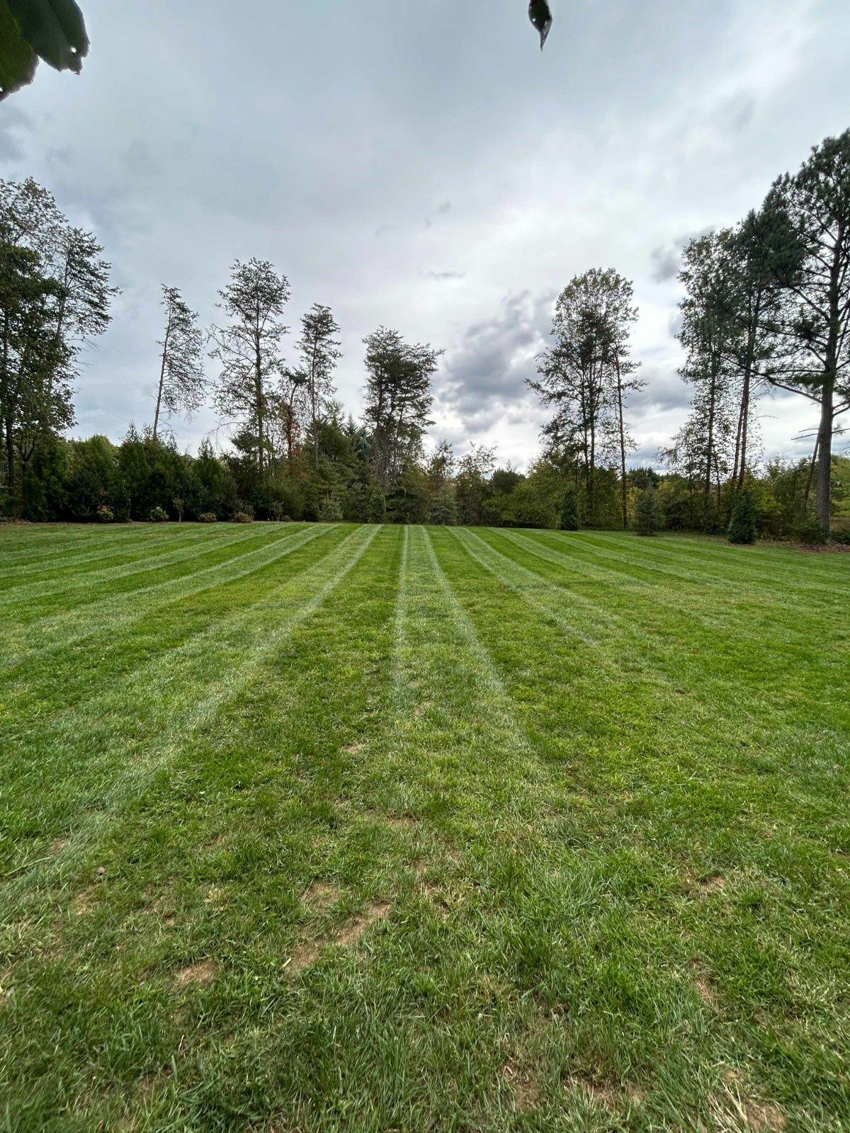 Freshly mowed green field with pine trees and a cloudy sky in the background
