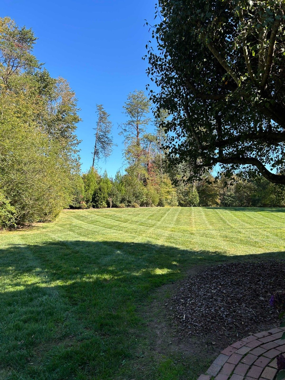 Sunny park lawn with trees, blue sky, and brick path in the foreground