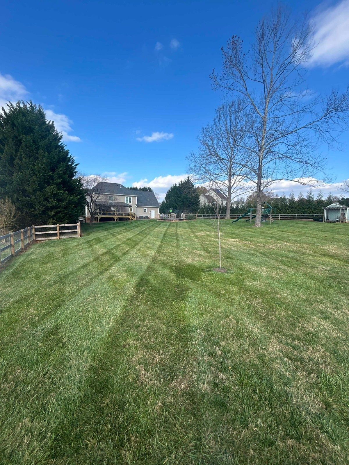 Grassy backyard with a leafless tree, fence, and houses under a bright blue sky