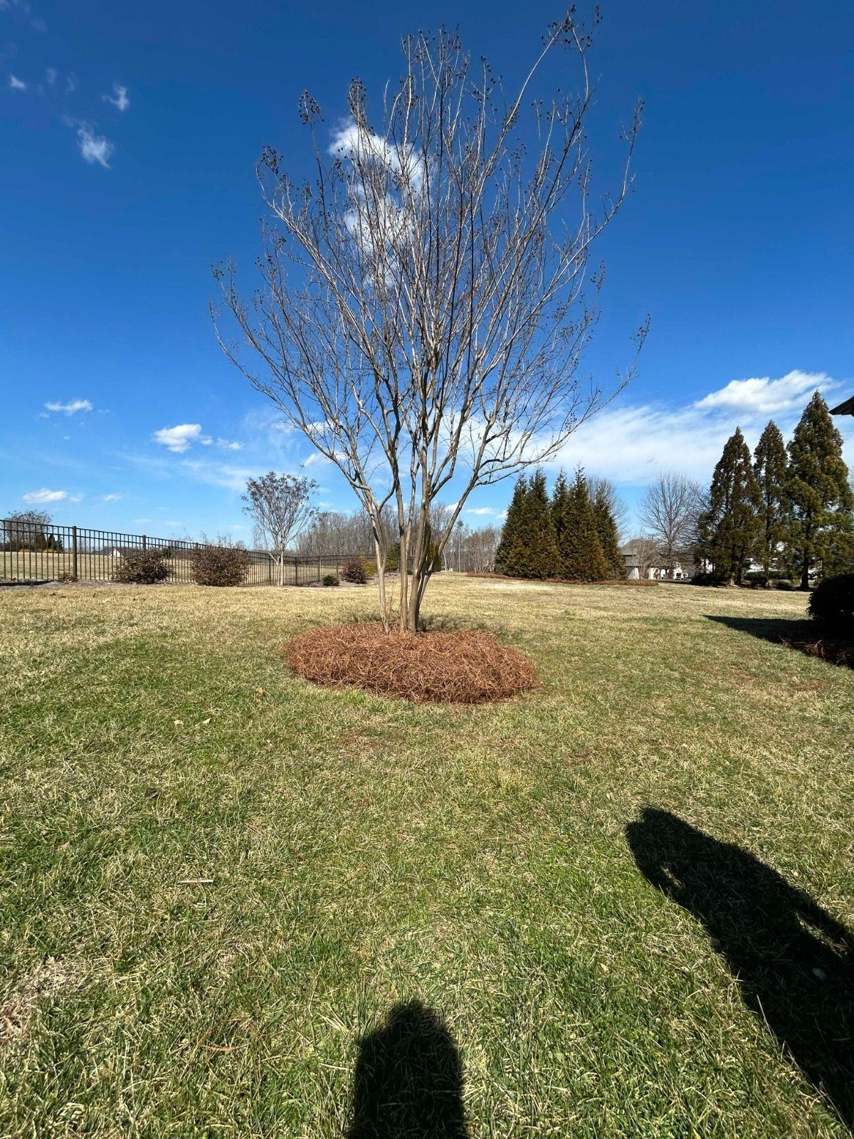 Leafless tree in a grassy field under a bright blue sky, with mulch around its base.