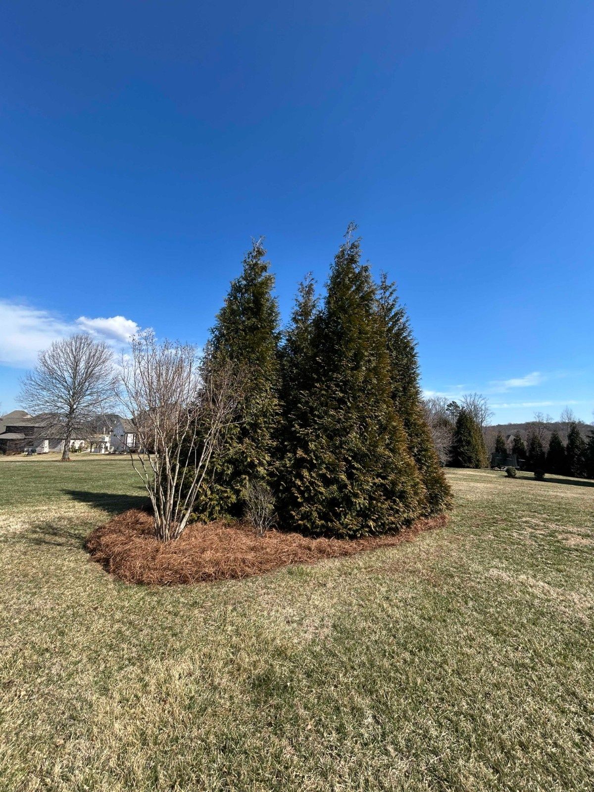 Three evergreen shrubs in a grassy field under a clear blue sky