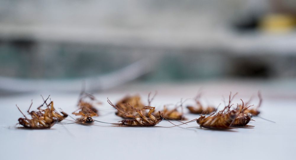 Dead cockroaches, brown exoskeletons, lying upside down on a white surface. — Pest Pro Whitsundays in Strathdickie, QLD
