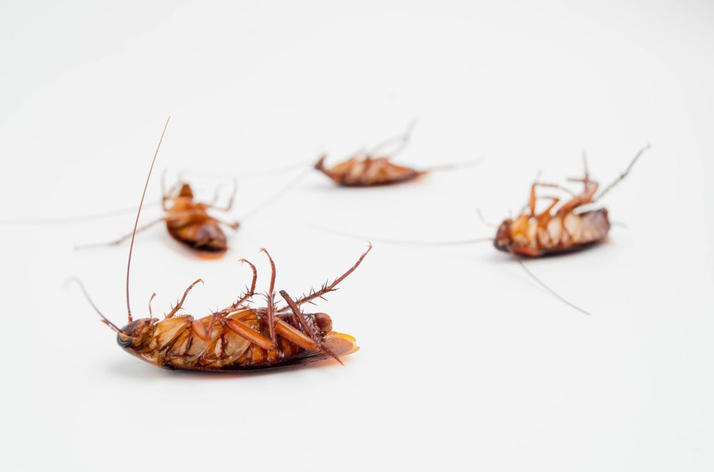 Several dead cockroaches on a white surface. — Pest Pro Whitsundays in Strathdickie, QLD