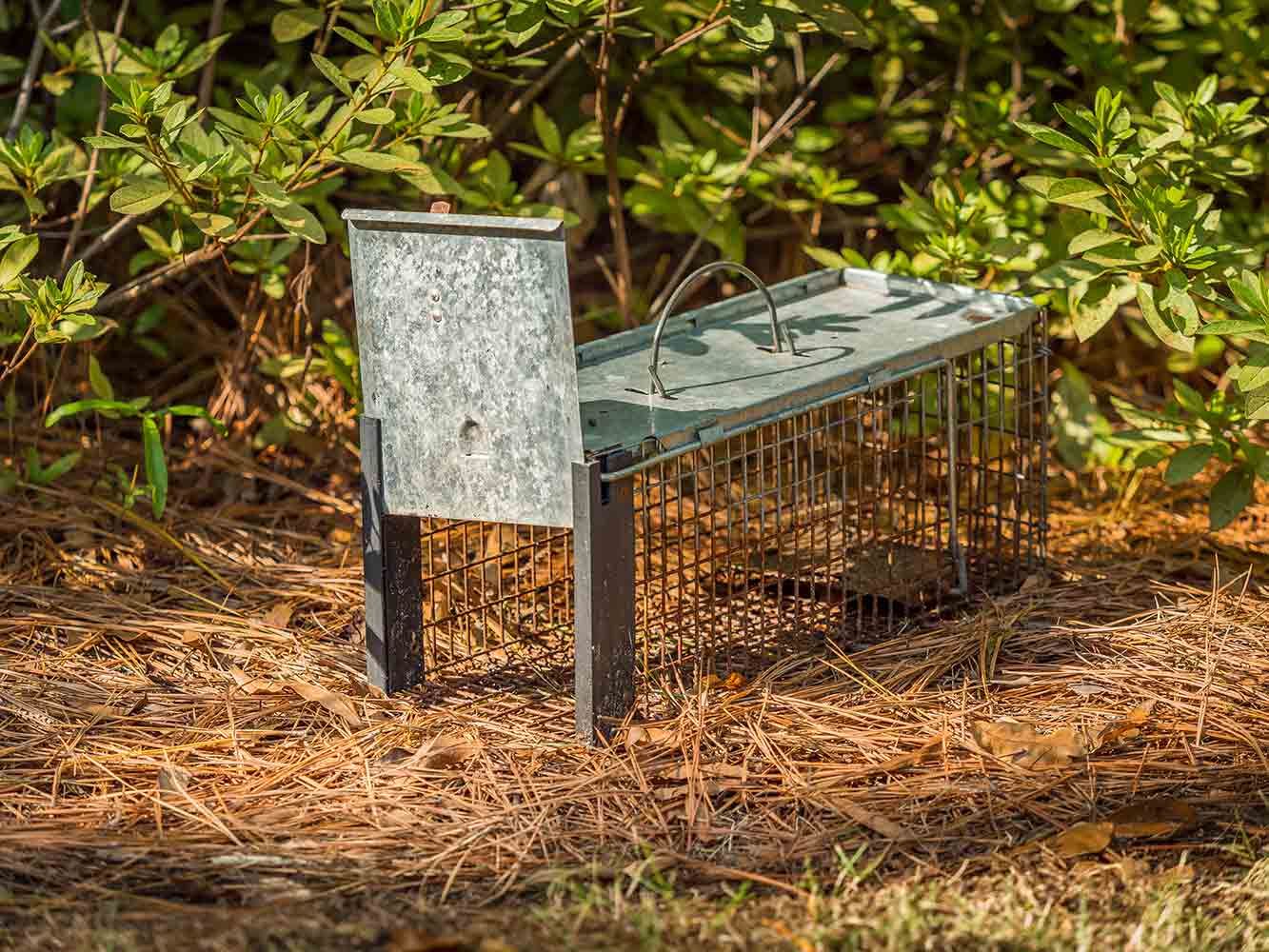 A Small, Metal Cage Trap is Set on the Ground in a Grassy, Outdoor Setting — Pest Pro Whitsundays in Collinsville, QLD