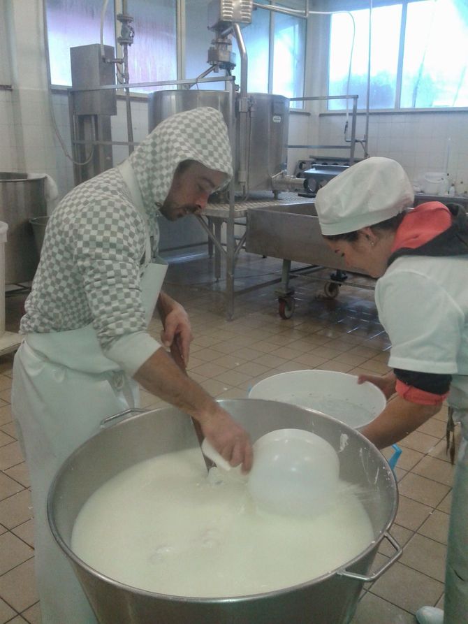 lavorazione mozzarella