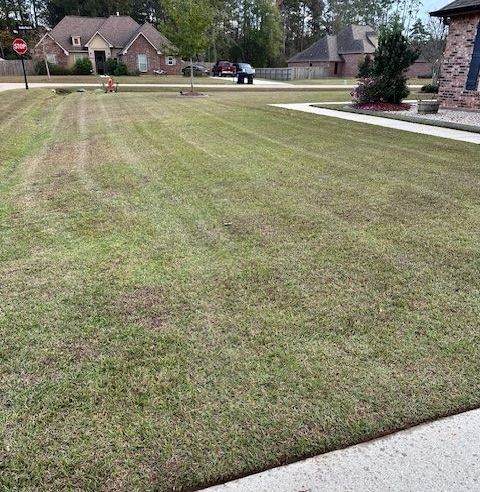 A picture of grass that has just been cut in Mandeville, LA.