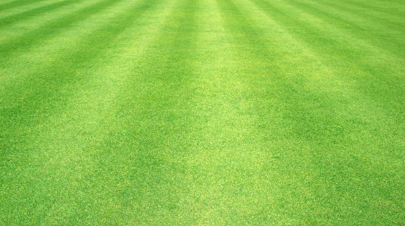 A picture of freshly cut grass.