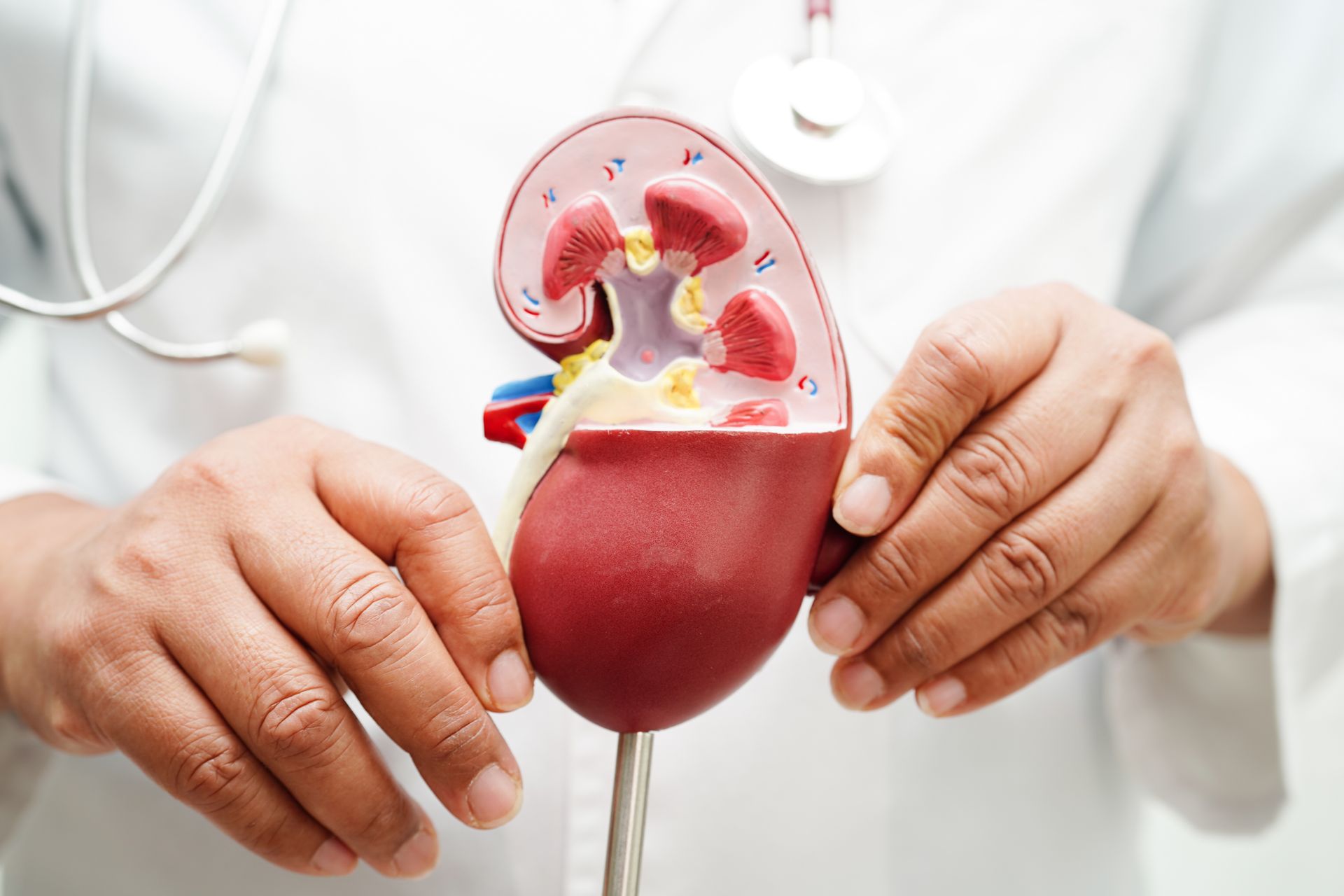 Doctor holding a kidney model with visible internal anatomy and blood vessels