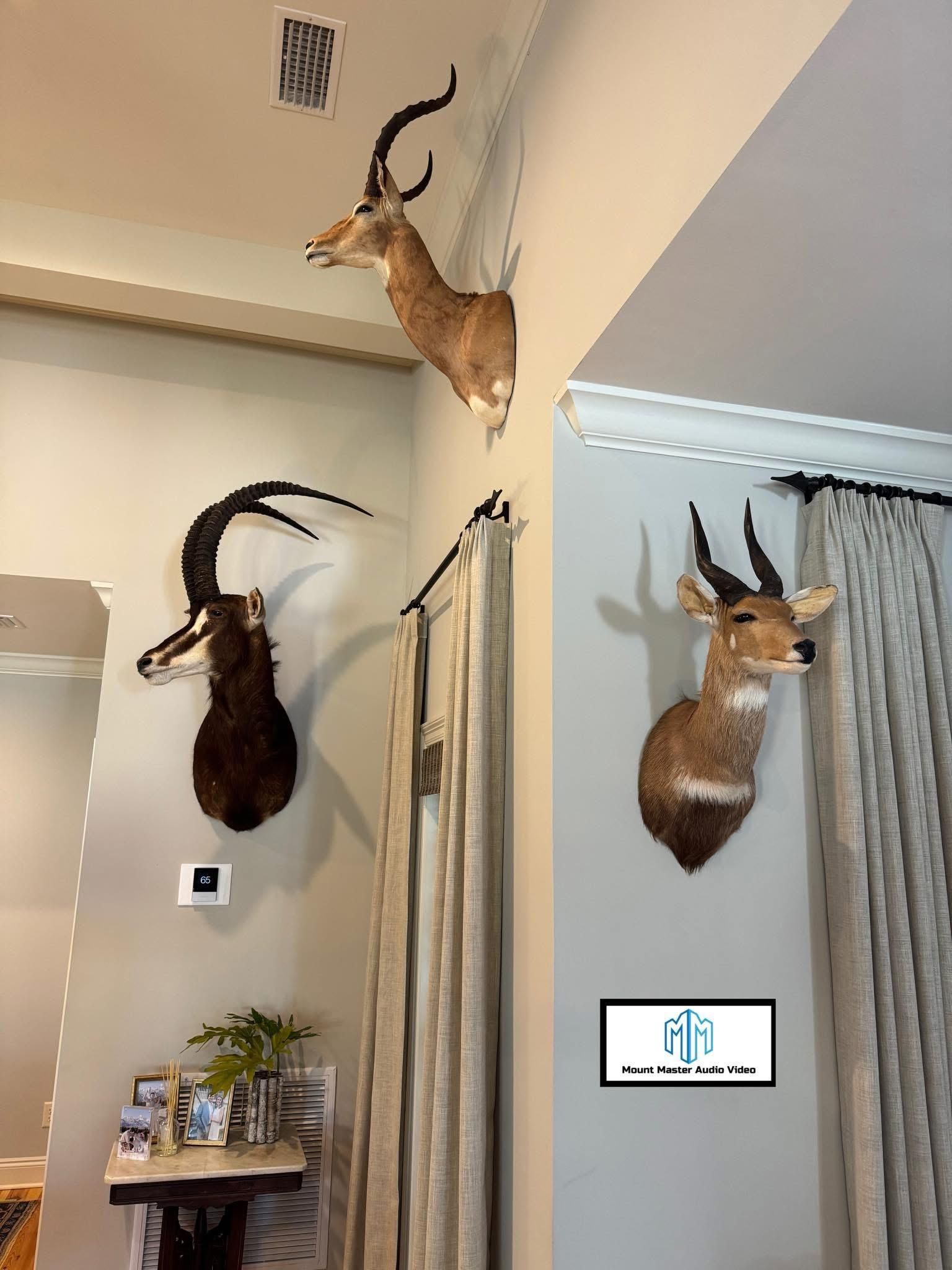Three taxidermied antelope heads mounted on a light gray wall corner near curtains and a side table.