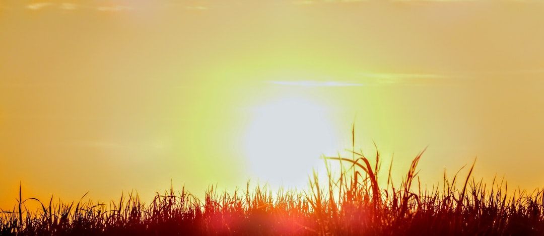 The sun is setting behind a field of tall grass.
