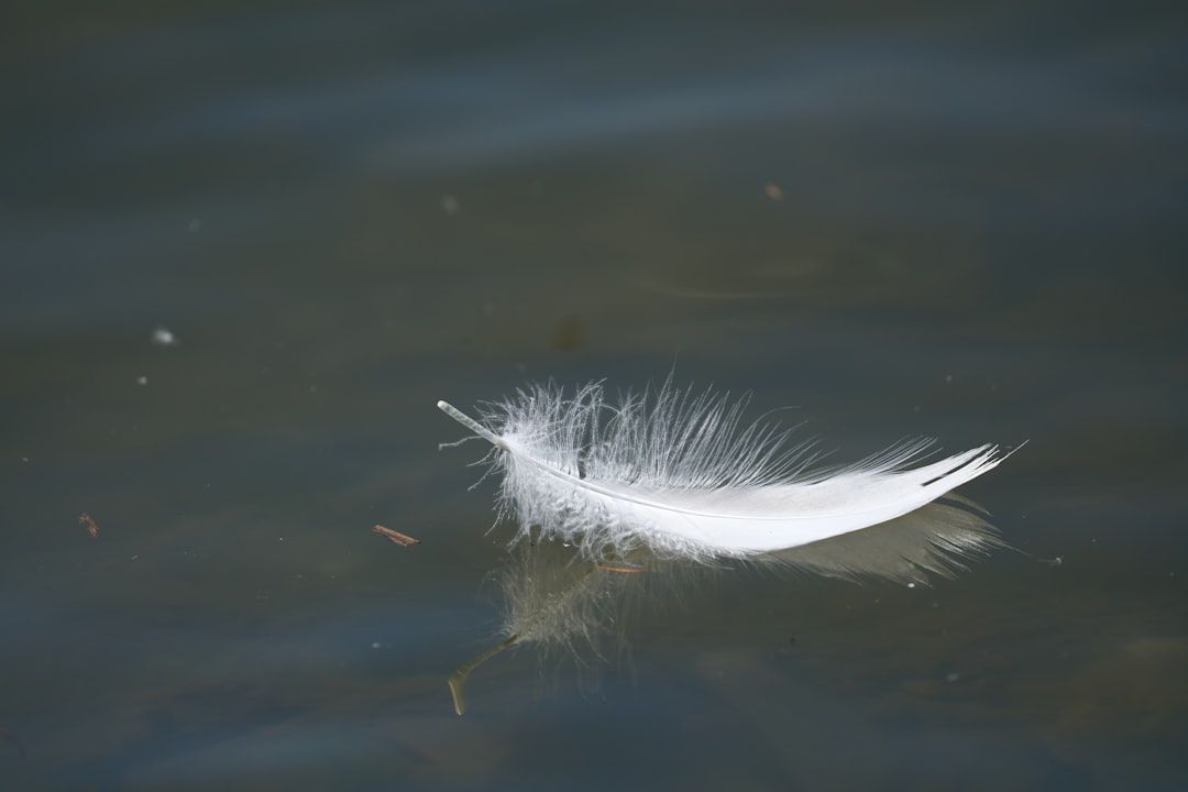 A white feather is floating on top of a body of water.
