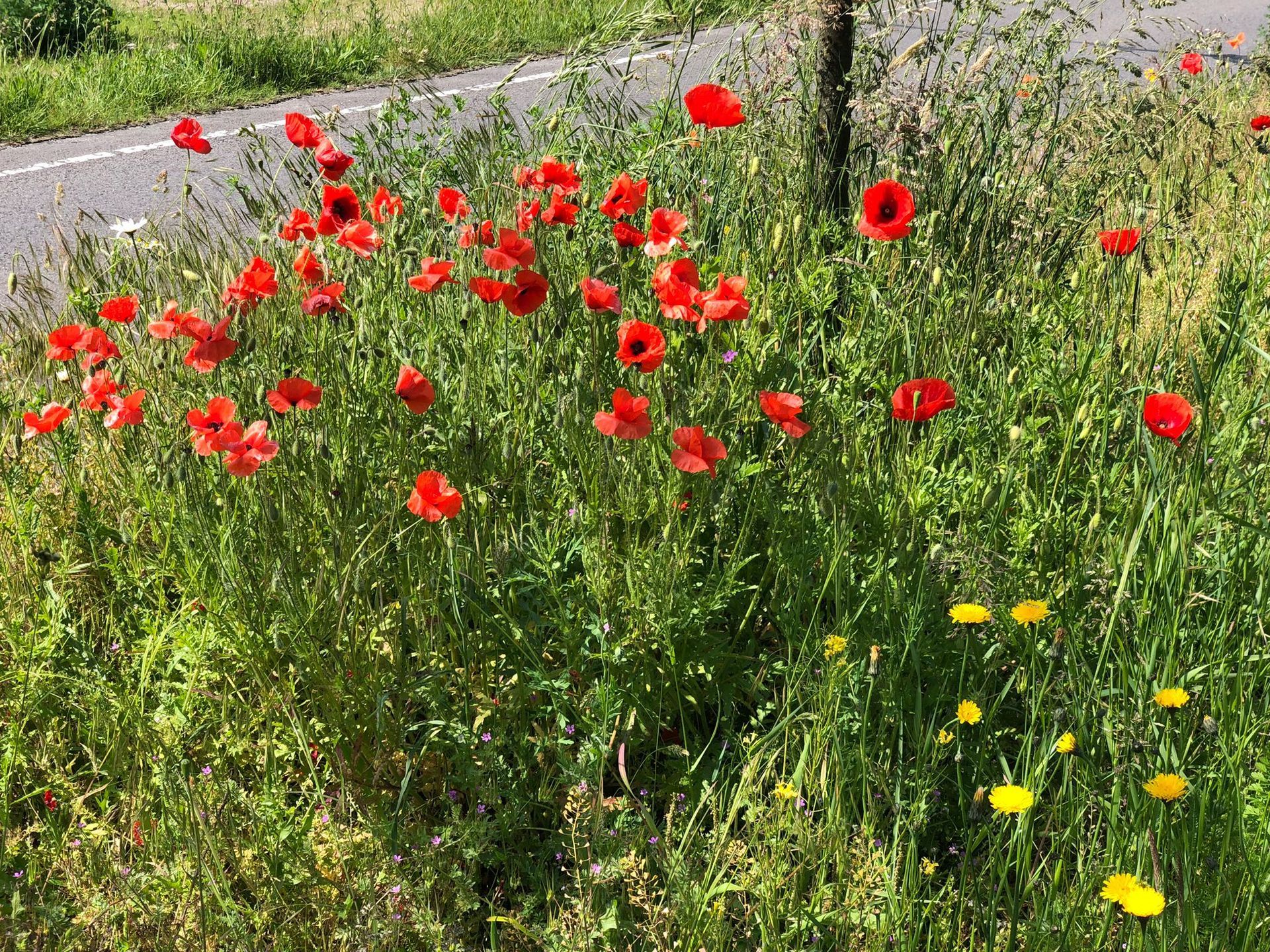 Een buurttuin beginnen Deventer Zandweerd