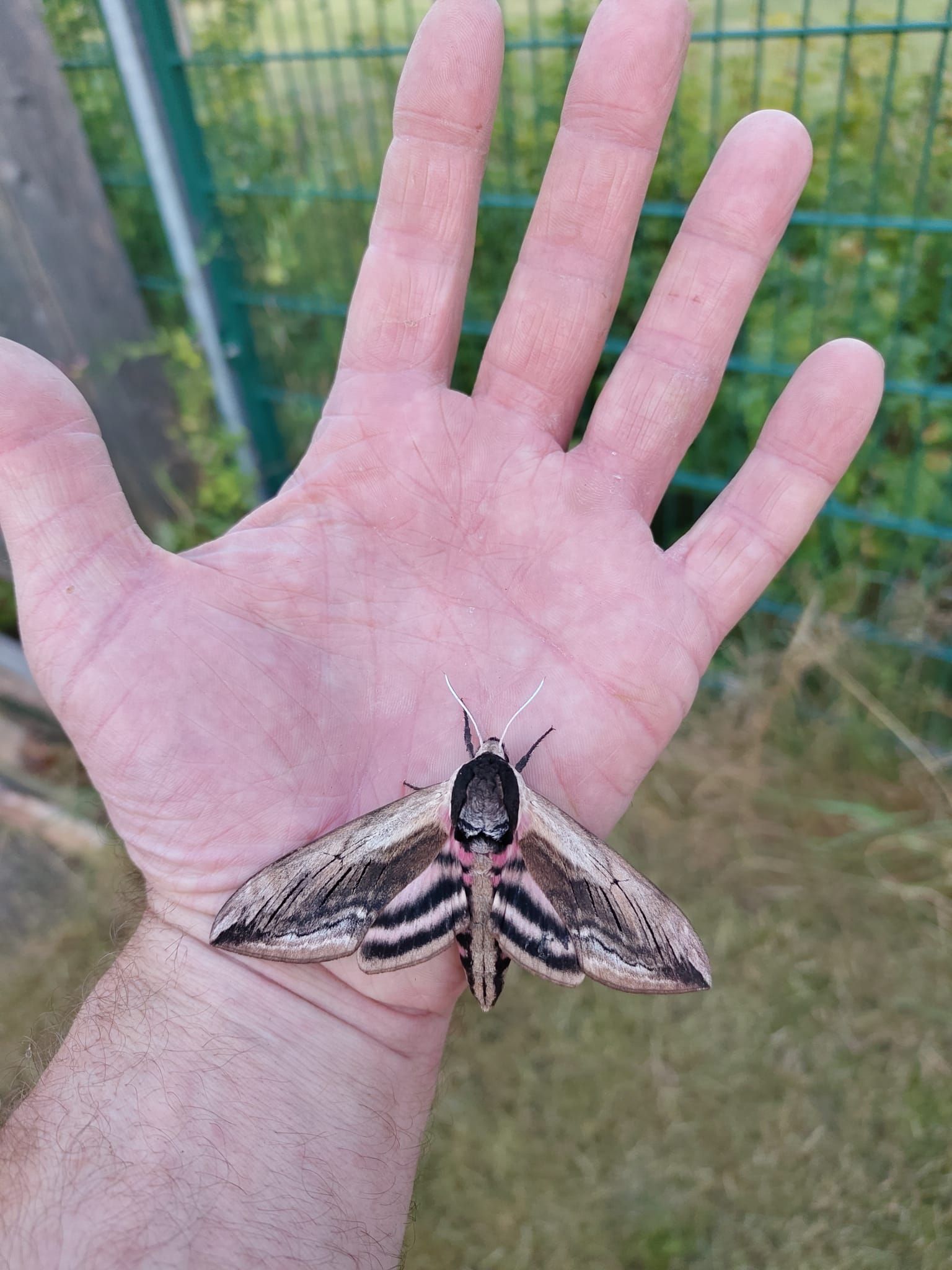 Biodiversiteit in buurttuin Keesseltuin Zandweerd Deventer