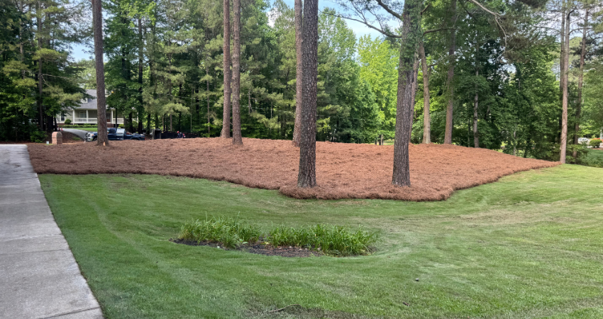 A residential yard features a large, pine-straw-covered garden bed shaded by several pine trees, set against green grass.