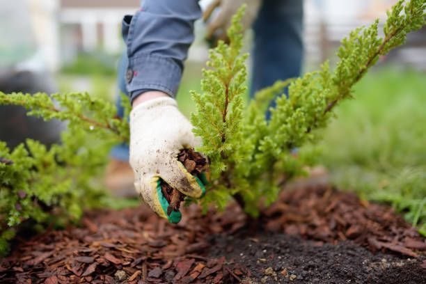 A gloved hand places dark mulch around the base of a small, bright green juniper bush in a garden.