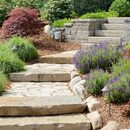 Stone steps and a stone path wind through a garden with lavender, lush green shrubs, and a tiered rock retaining wall.