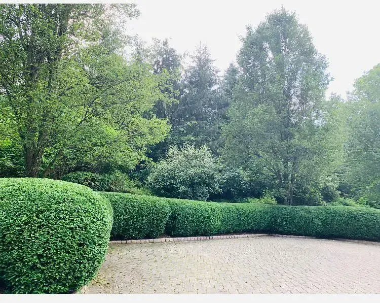 Green hedge row along brick paved driveway with trees in the background.