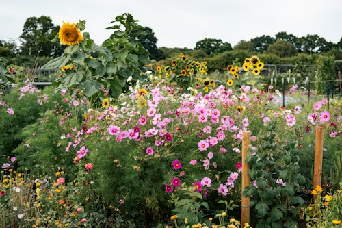 Garden bed with pink cosmos and yellow sunflowers.