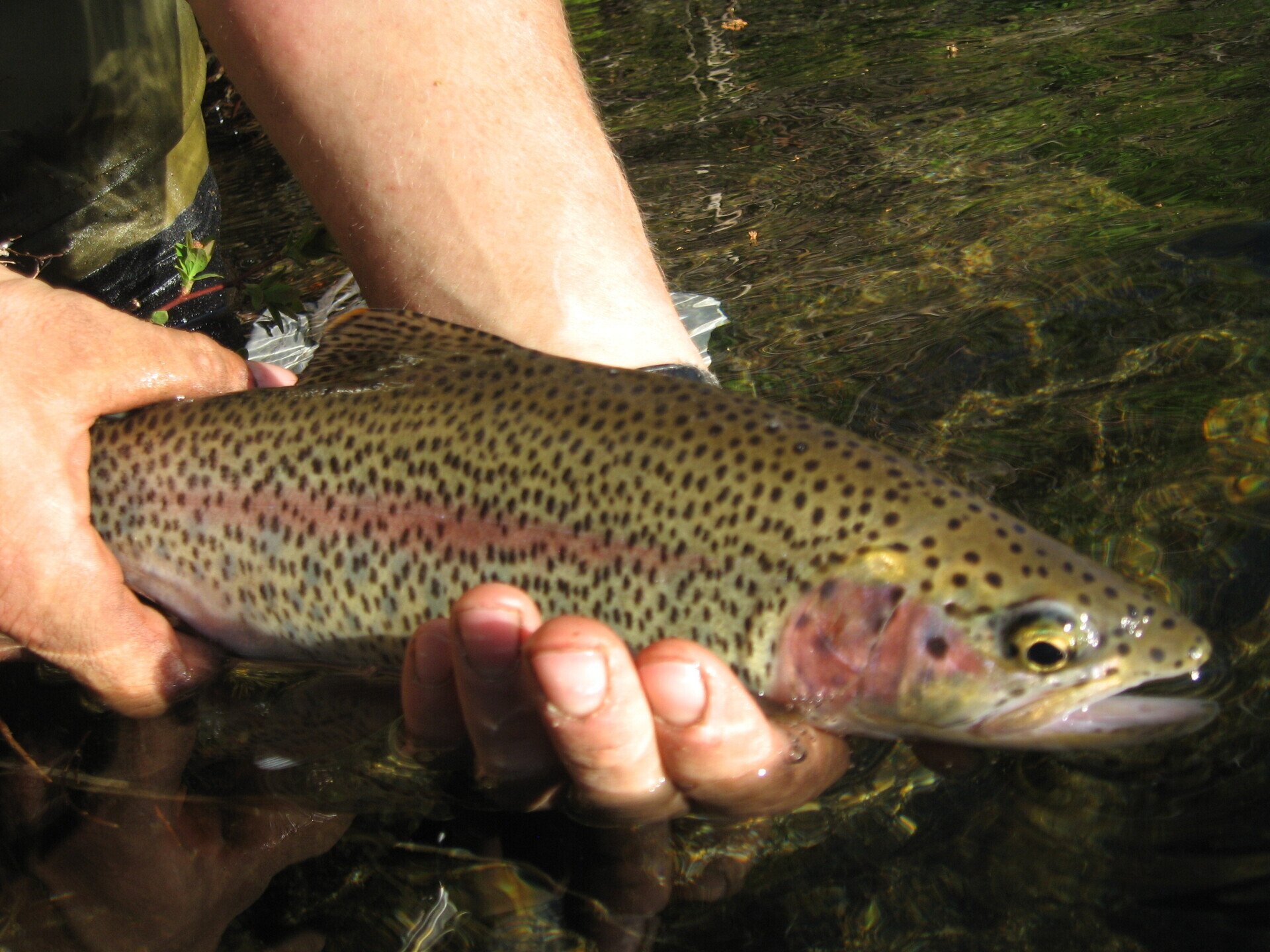 McCall Outfitters, Fly Fishing, Trout Fishing, Payette National Forest ID