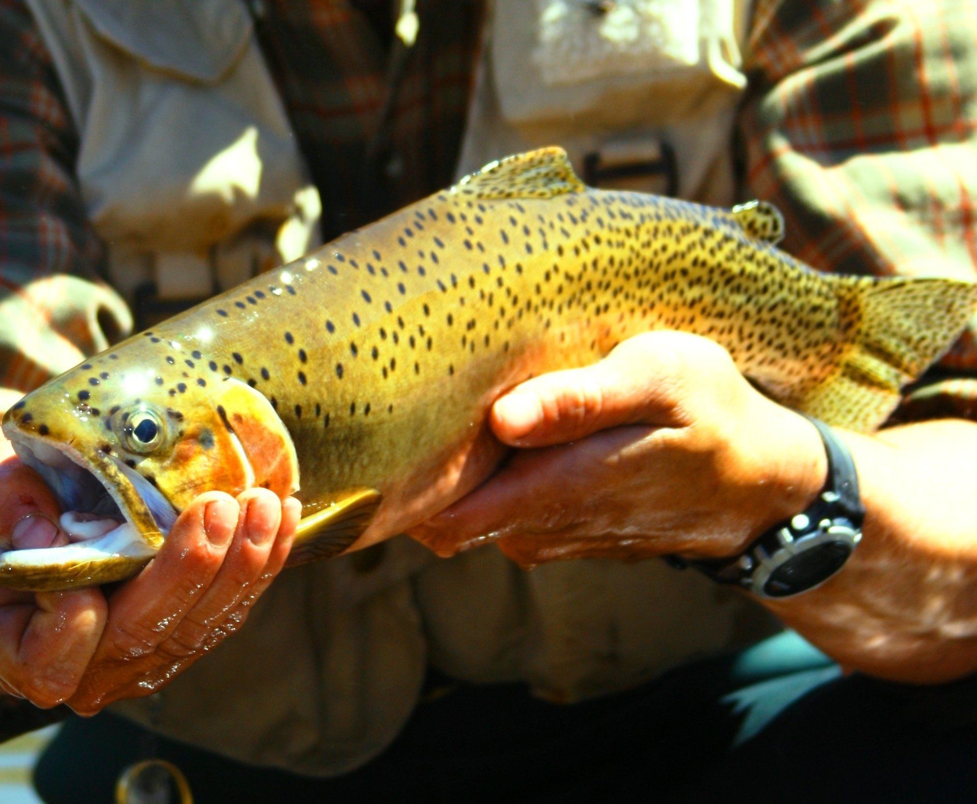 McCall, Idaho Flishing outfitter, FlyFishing