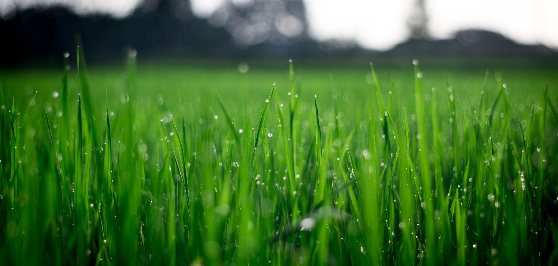 lawn care