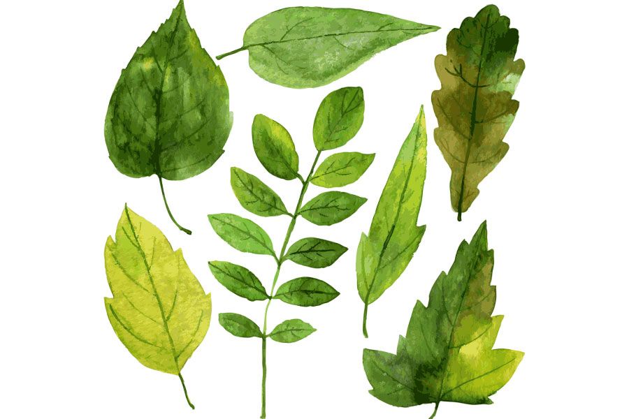 A set of green watercolor leaves on a white background