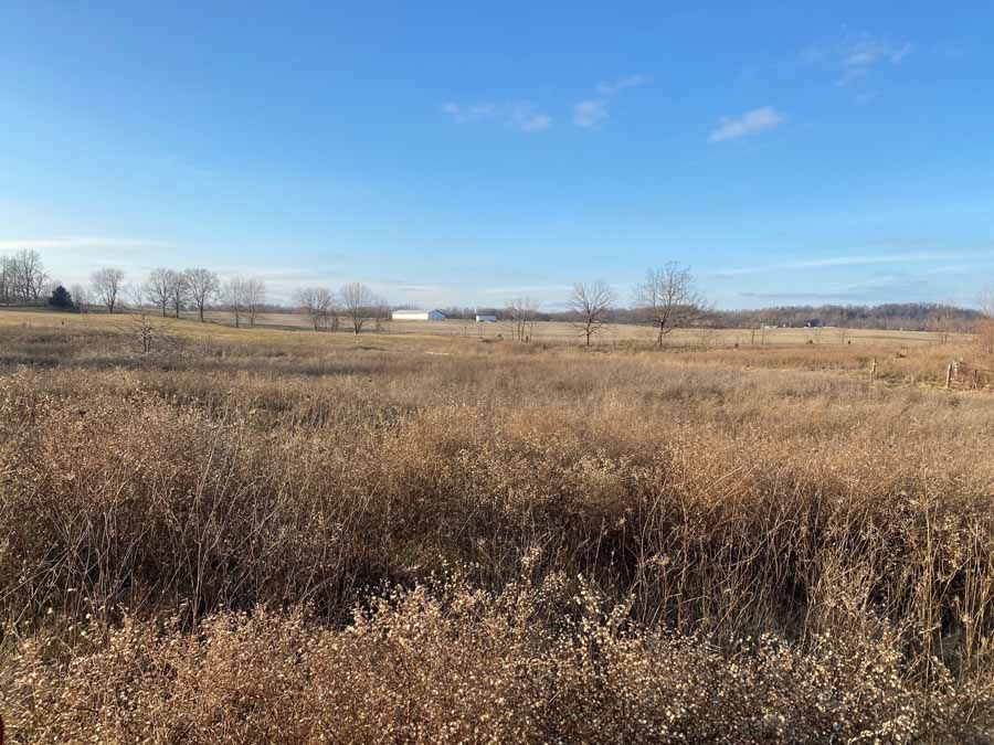 A wide, sunny field filled with dried, brown grasses under a clear blue sky, with a line of distant trees in the back.