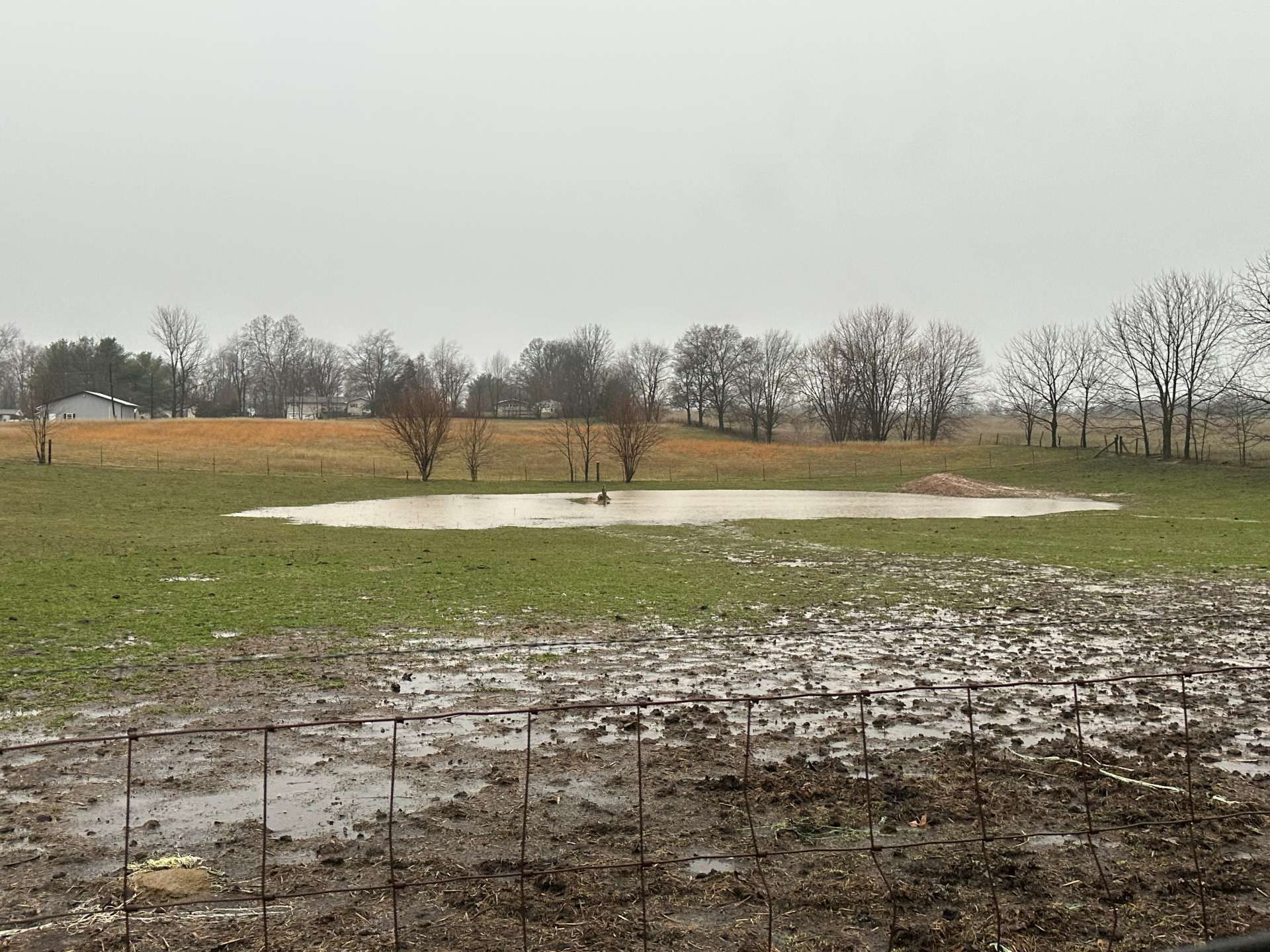A muddy field with a large puddle of standing water, scattered trees, and an overcast sky in the background.