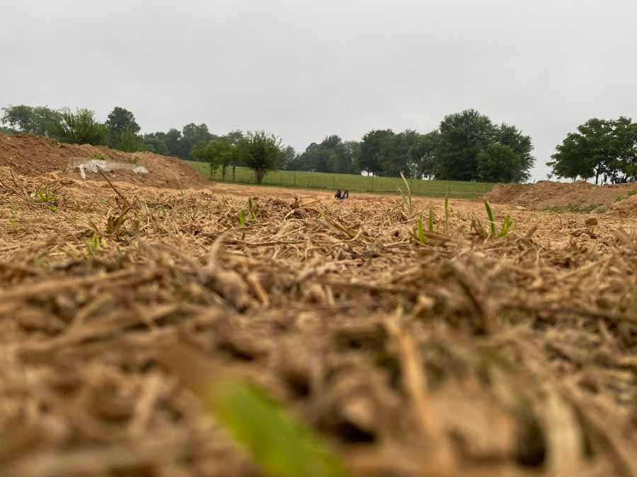A low-angle view of a field of dry, sparse grass under an overcast sky, with mounded soil and trees in the distance.