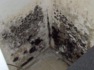A corner of a wall with black mold growing on it.