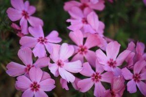 A close up of a bunch of pink flowers