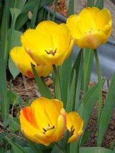 A bunch of yellow flowers are growing in a garden.