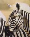 zebra1