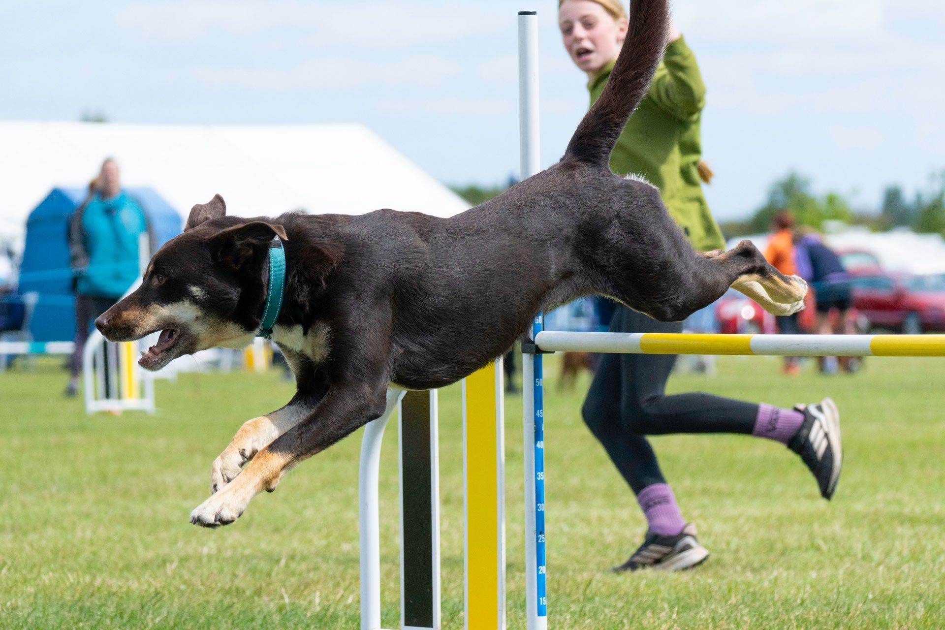 Capturing the australian kelpie & the handler at Dartford Show going over agility jump
