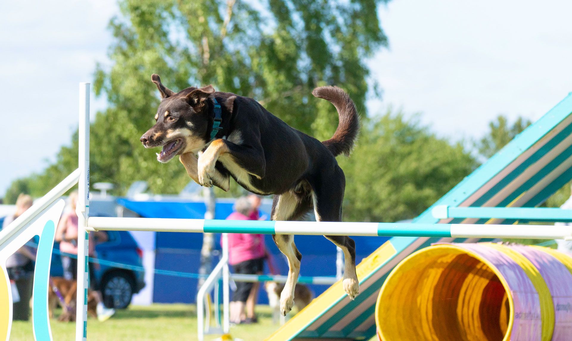 photo of dog at agility show in dartford