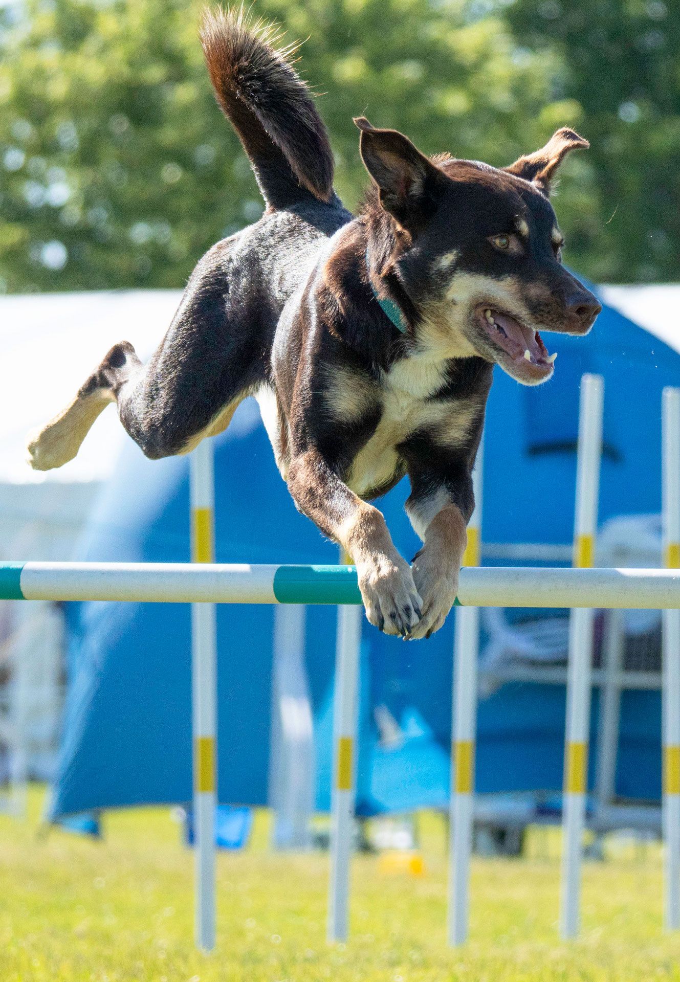 dog agility kelpie jumping course at Dartford show