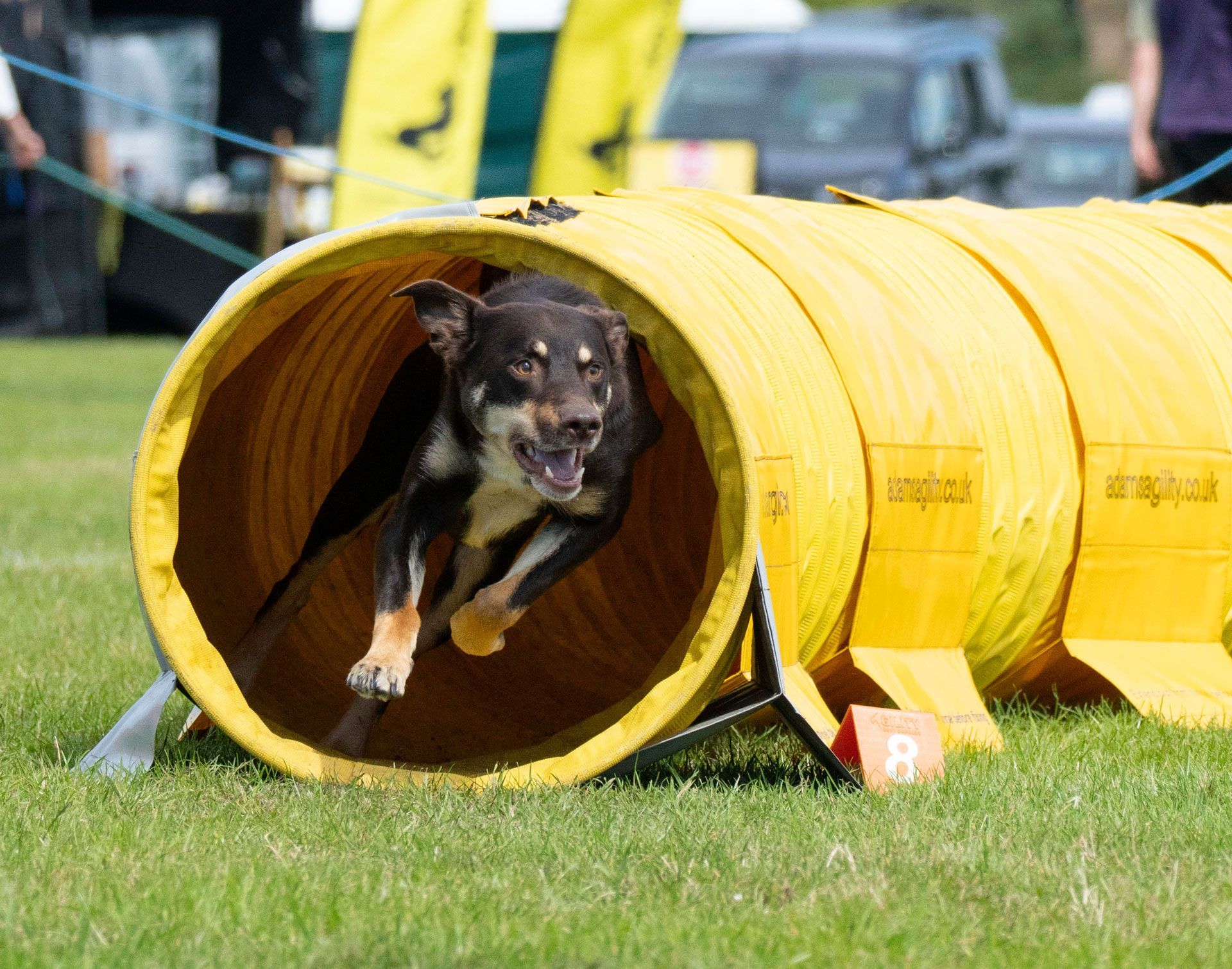 Australian Kelpie exists a tunnel on an agility course at Dartford Show