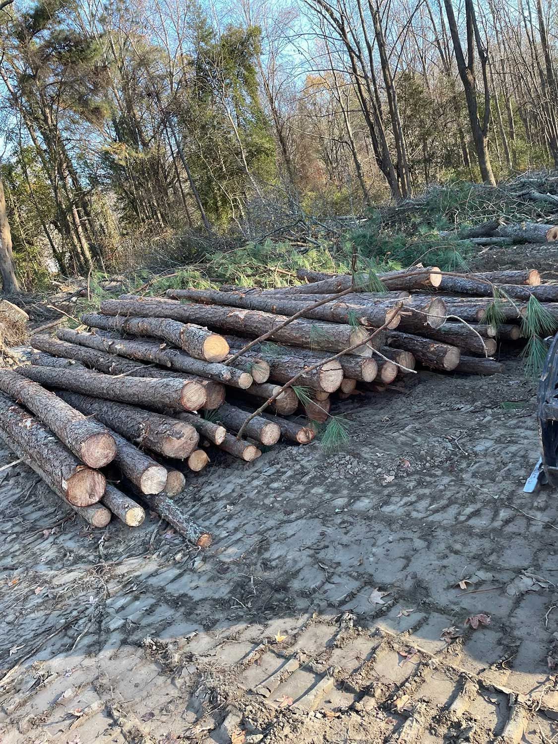 Stacked tree logs 