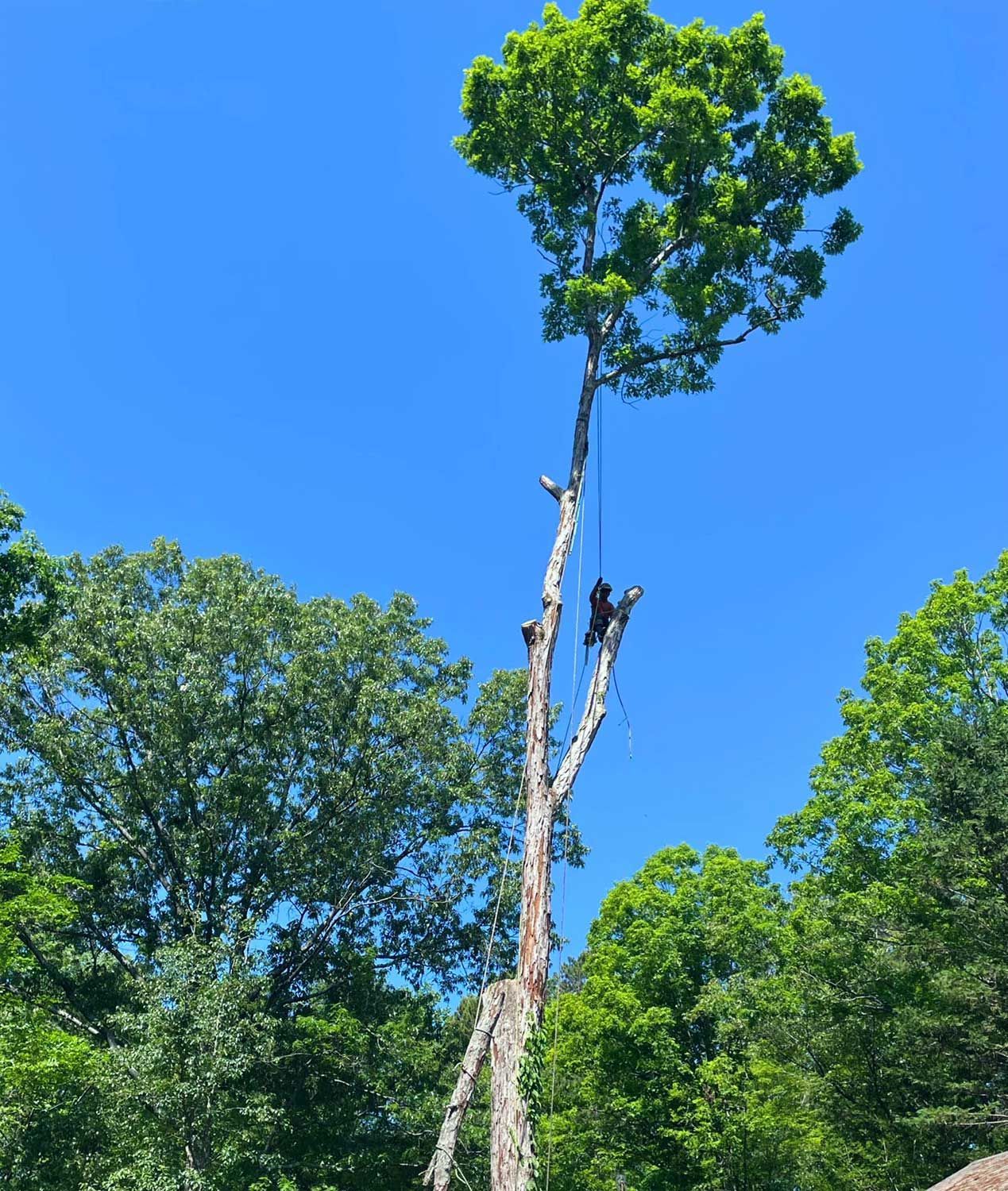 Tall dead tree trunk 